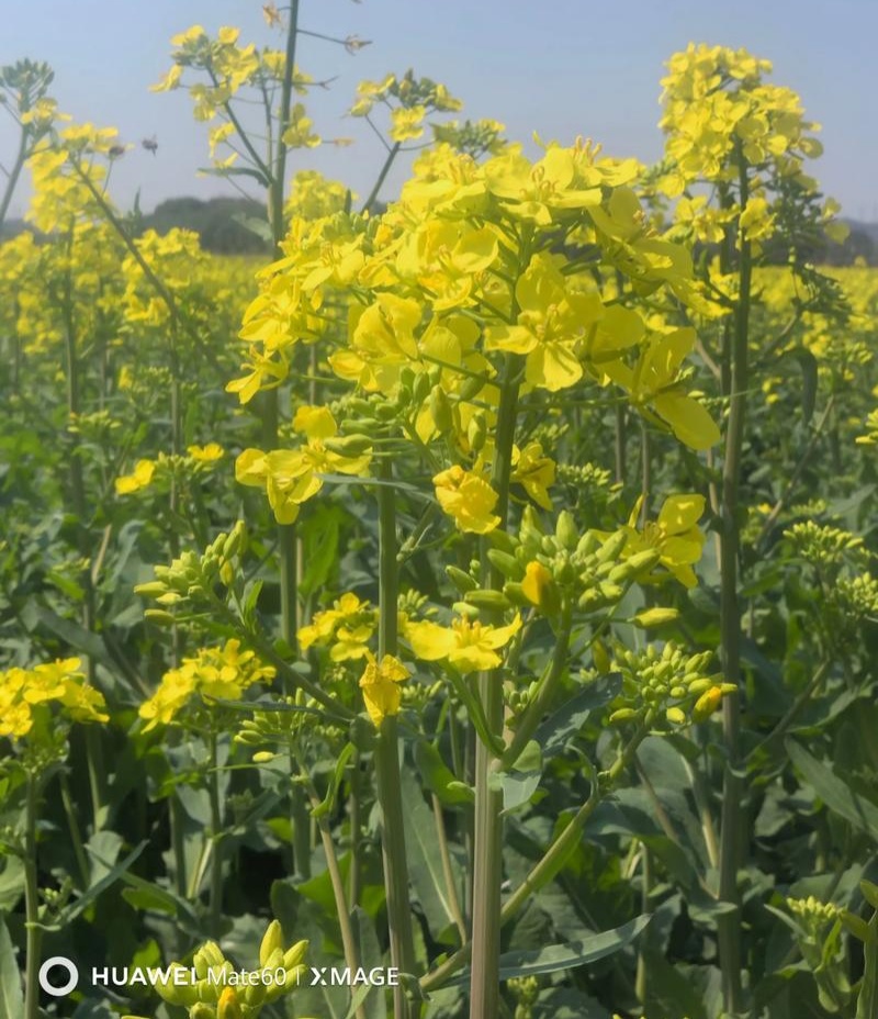 黄金油1号油菜籽种子早熟高产抗倒伏黄籽冬油菜种籽