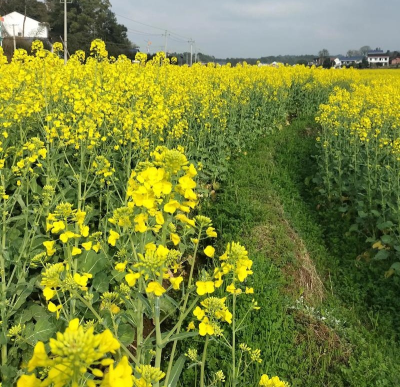 黄金油1号油菜籽种子早熟高产抗倒伏黄籽冬油菜种籽