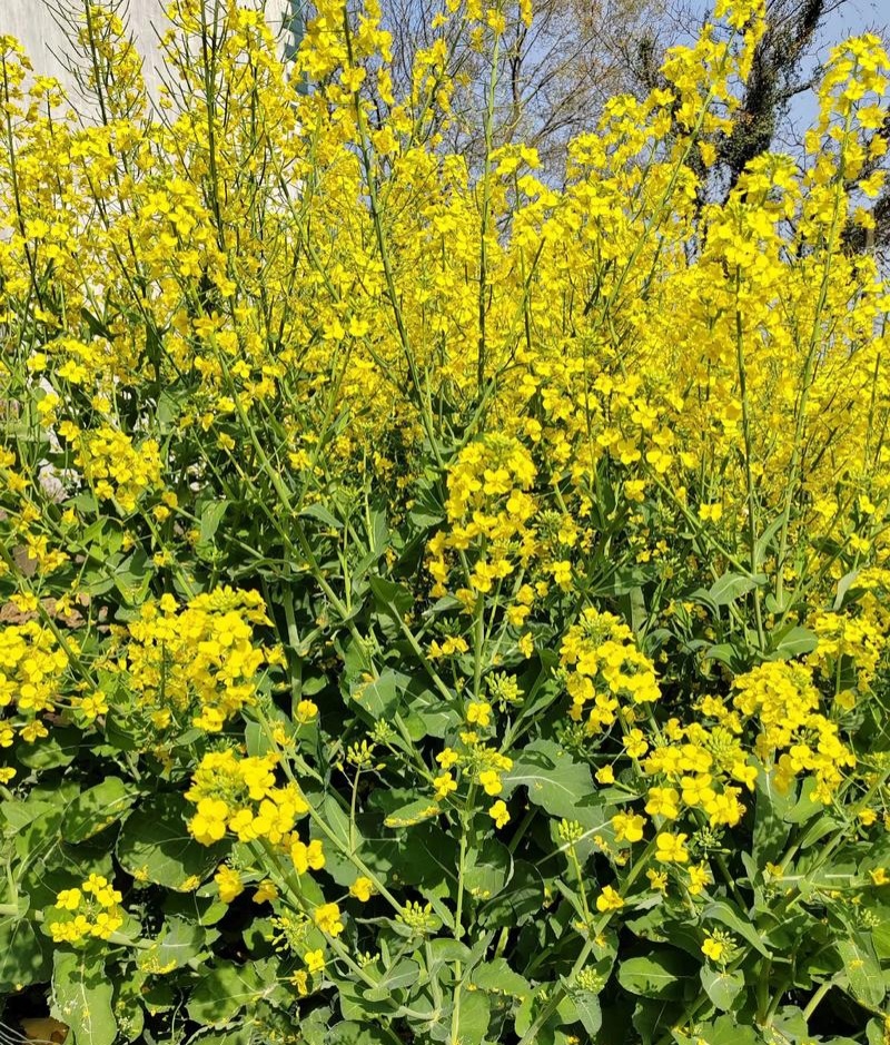 黄金油1号油菜籽种子早熟高产抗倒伏黄籽冬油菜种籽