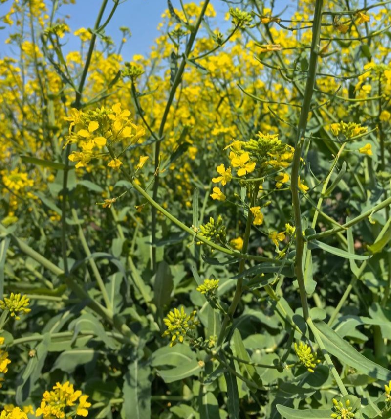 黄金油1号油菜籽种子早熟高产抗倒伏黄籽冬油菜种籽