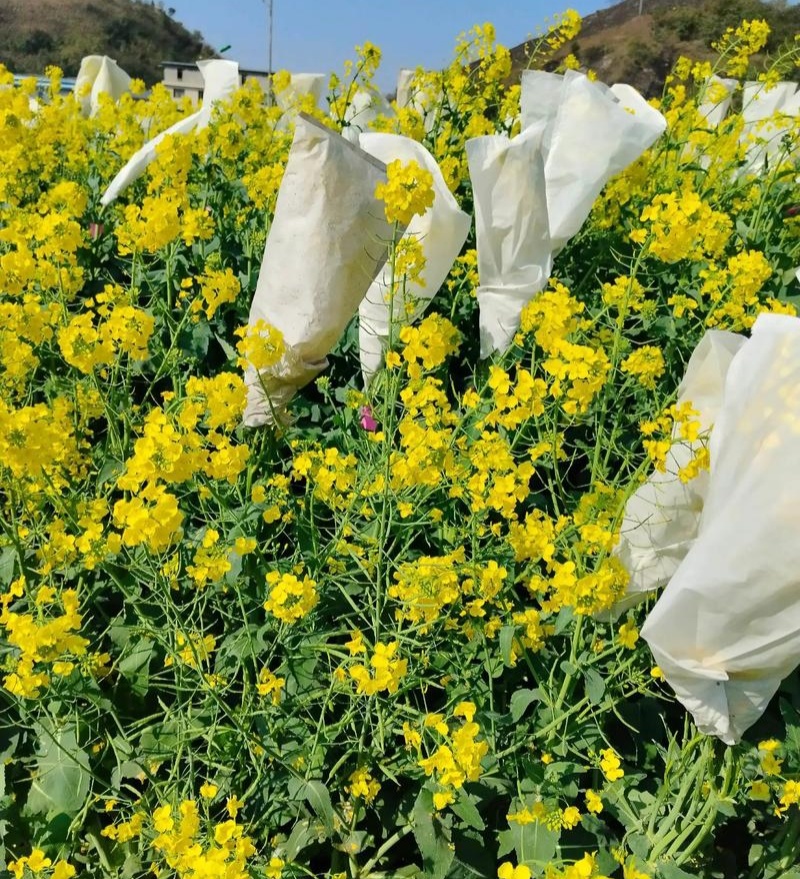 黄金油1号油菜籽种子早熟高产抗倒伏黄籽冬油菜种籽