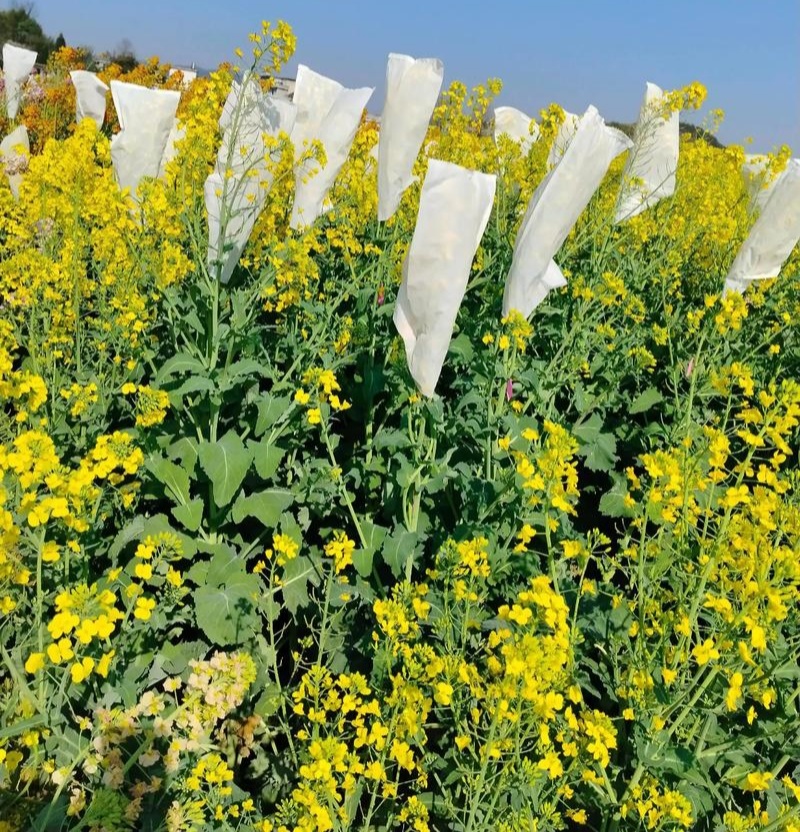 黄金油1号油菜籽种子早熟高产抗倒伏黄籽冬油菜种籽