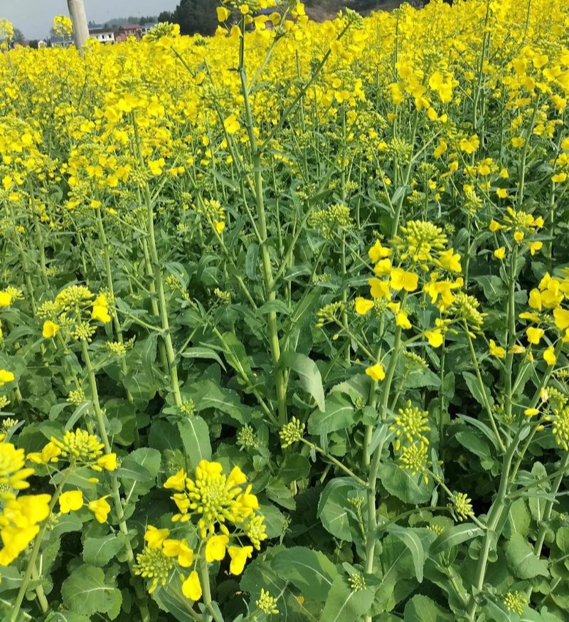 黄金油1号油菜籽种子早熟高产抗倒伏黄籽冬油菜种籽