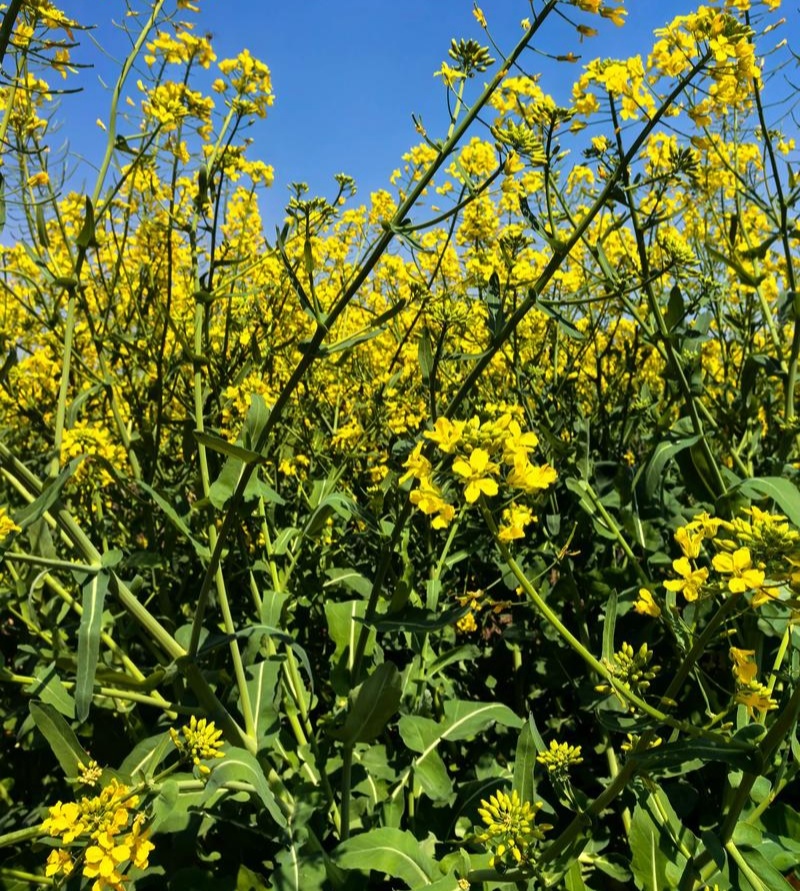 黄金油1号油菜籽种子早熟高产抗倒伏黄籽冬油菜种籽