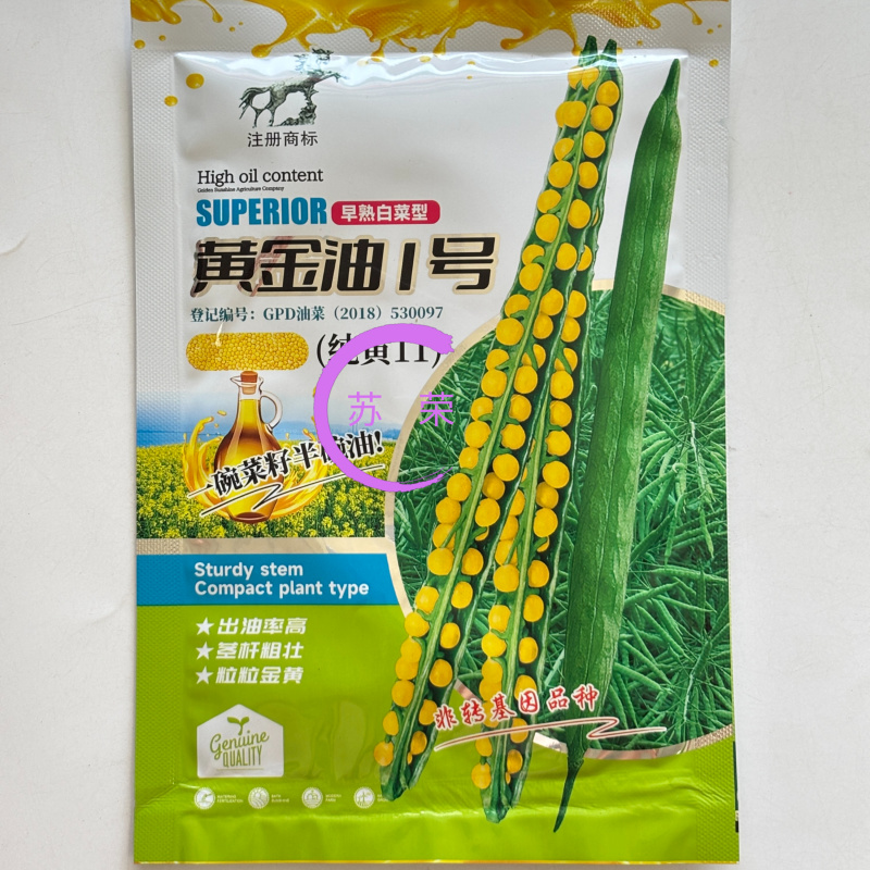 黄金油1号油菜籽种子早熟高产抗倒伏黄籽冬油菜种籽