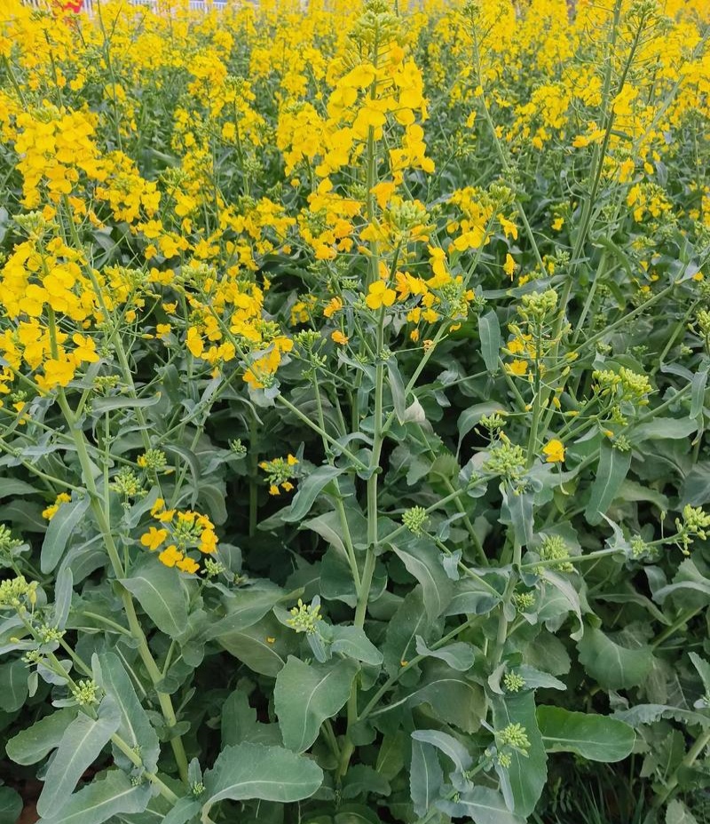 黄金油1号油菜籽种子早熟高产抗倒伏黄籽冬油菜种籽
