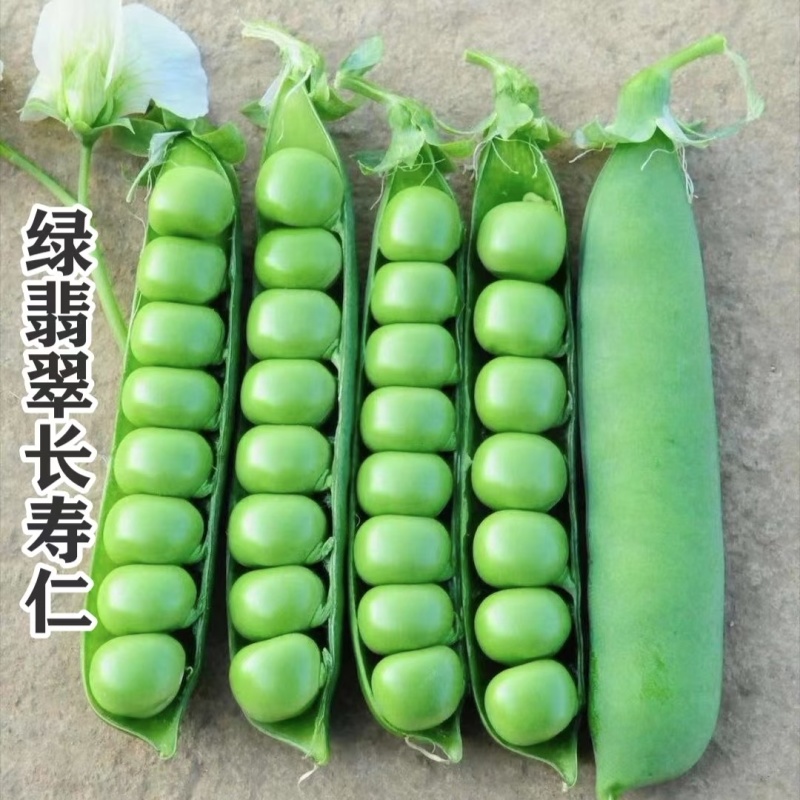 台湾绿翡翠长寿仁豌豆种子进口豌豆种子分枝能力强丰产性好