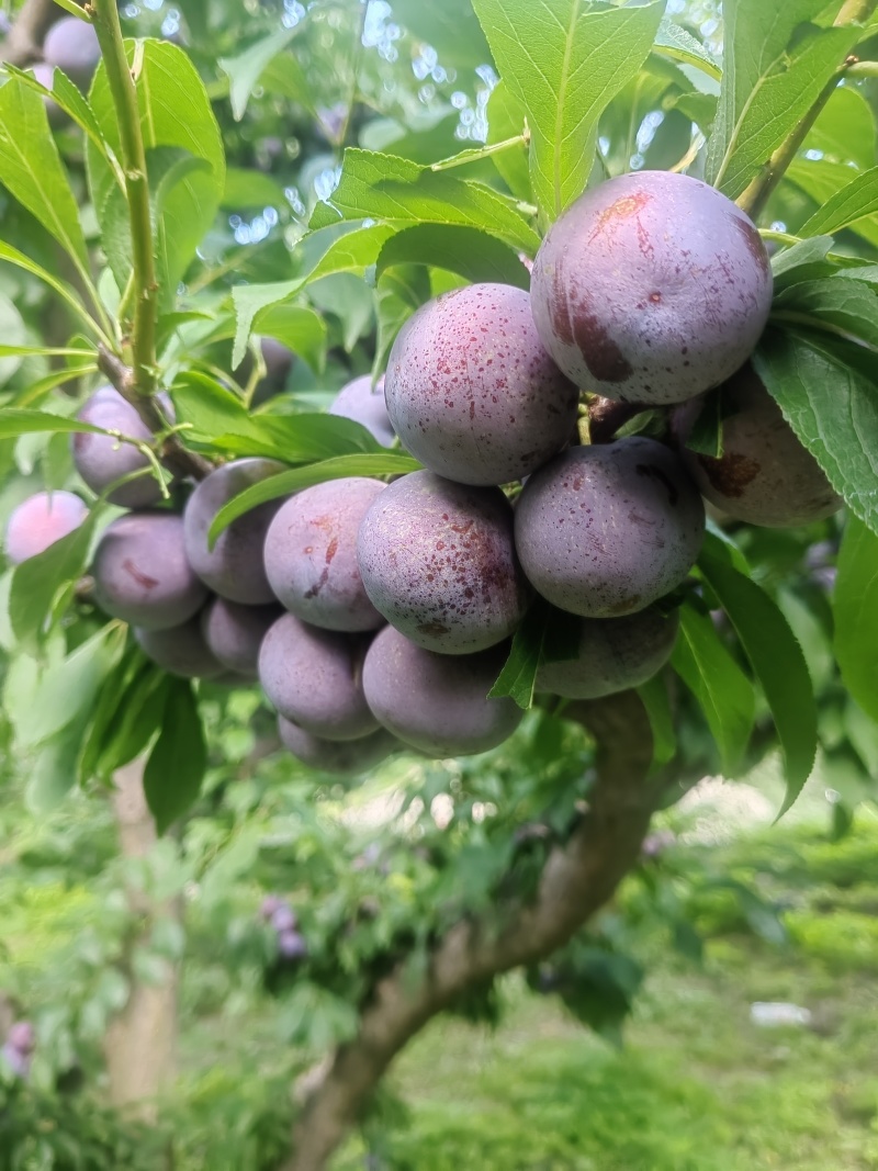 四川高山小脆红李