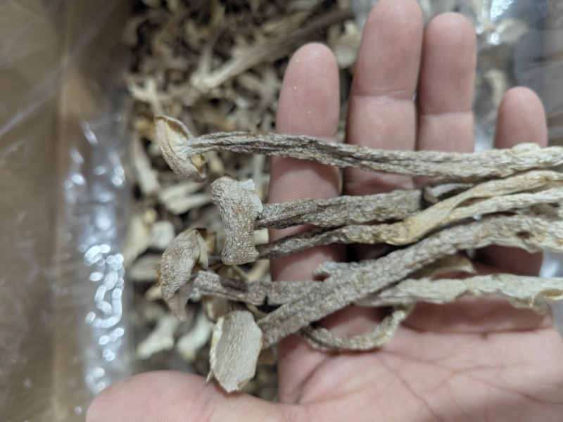 精品中条鹿茸菇干货食用菌批发嫩仔精品中条