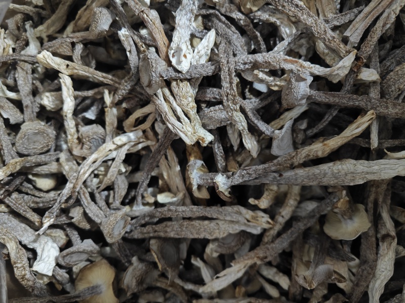 精品中条鹿茸菇干货食用菌批发嫩仔精品中条