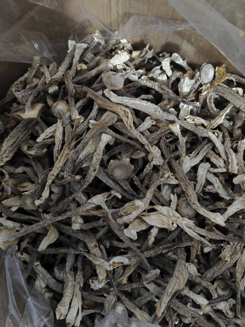 精品中条鹿茸菇干货食用菌批发嫩仔精品中条