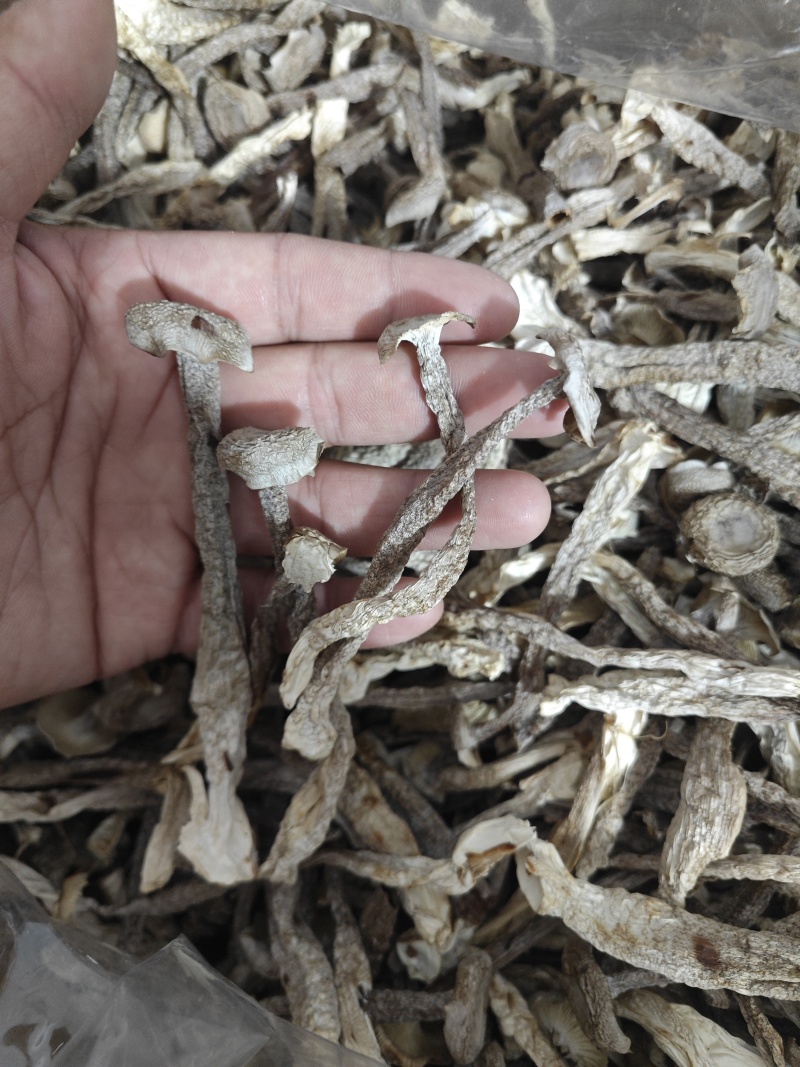 精品中条鹿茸菇干货食用菌批发嫩仔精品中条
