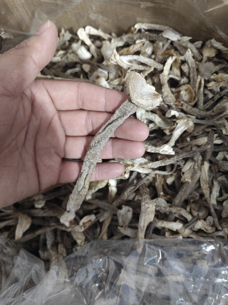 精品中条鹿茸菇干货食用菌批发嫩仔精品中条