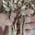 精品中条鹿茸菇干货食用菌批发嫩仔精品中条