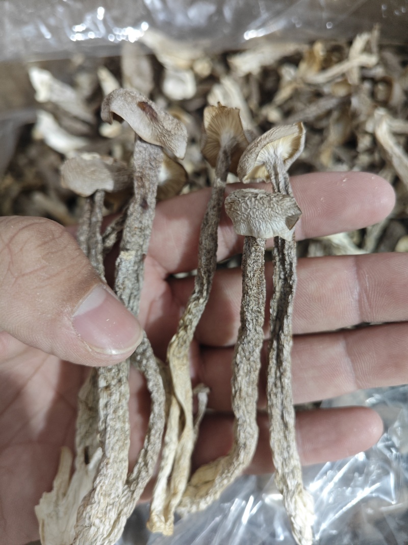 精品中条鹿茸菇干货食用菌批发嫩仔精品中条