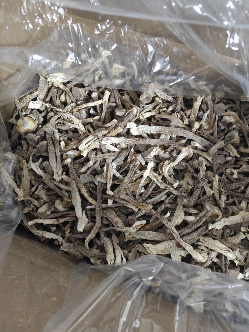 精品中条鹿茸菇干货食用菌批发嫩仔精品中条