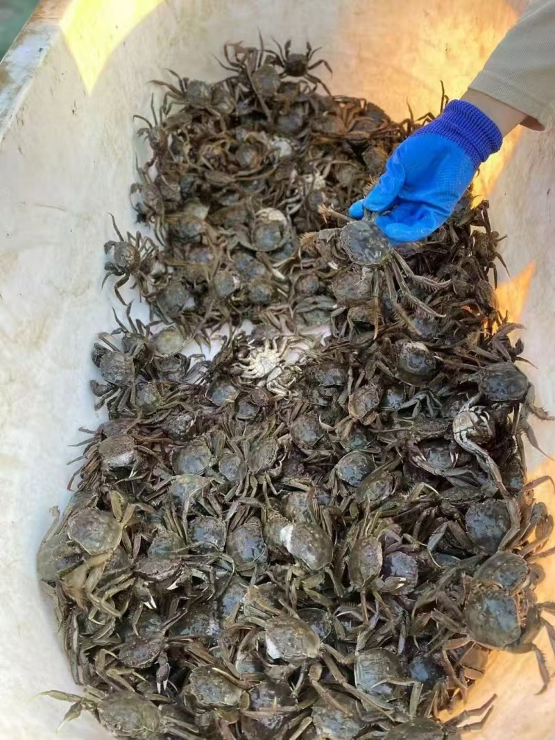 盘锦河蟹产地一手货源大量批发，社区团购，自助餐，保质保量