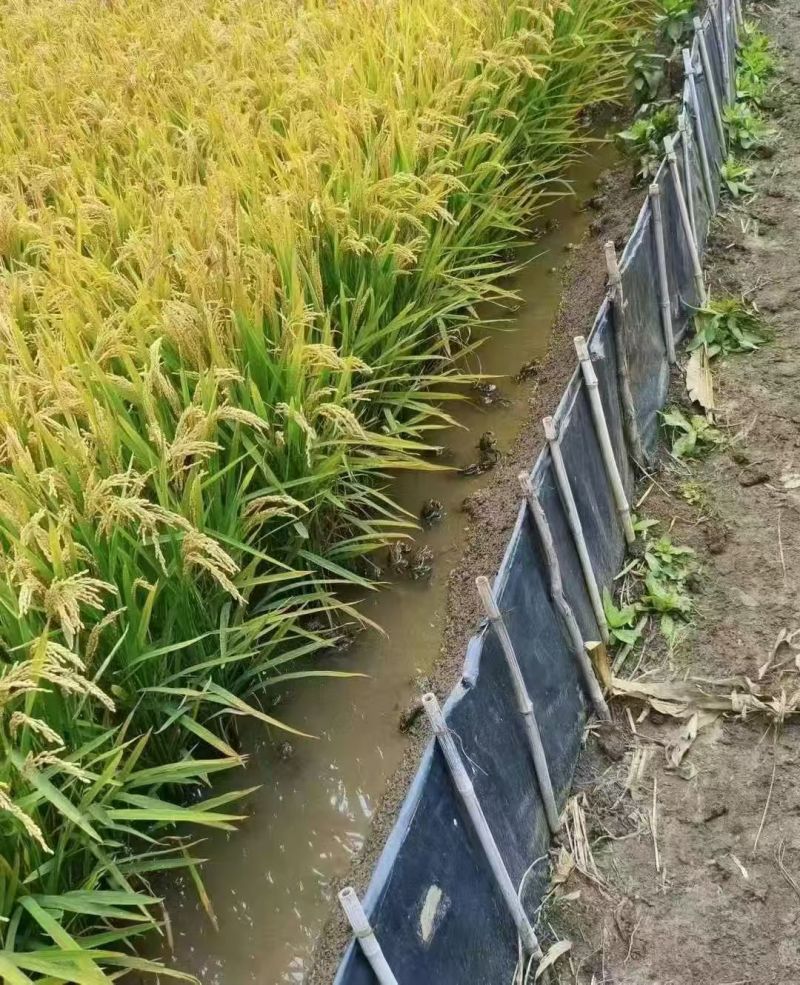 盘锦河蟹产地一手货源大量批发，社区团购，自助餐，保质保量