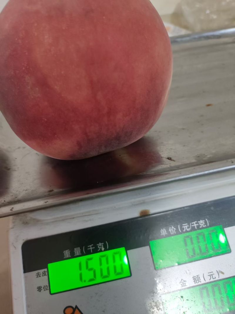 秋彤离核毛桃大量上市，口感脆甜，产地一手货源，发全国各地