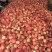 秋彤离核毛桃大量上市,口感脆甜,产地一手货源,发全国各地