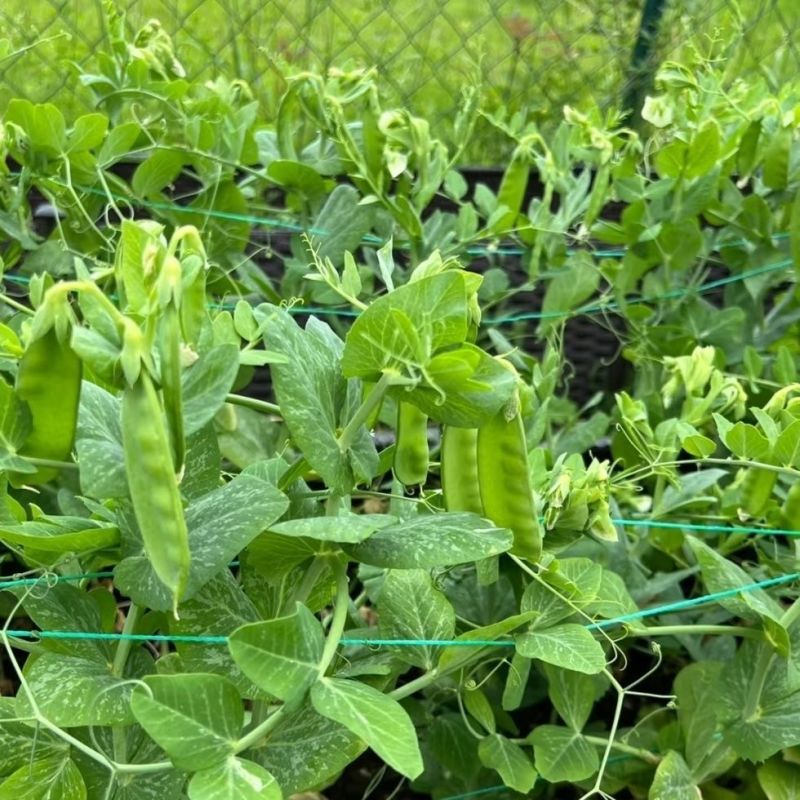 台中604荷兰豆种子早中熟蔓生分枝强荚长月牙形高产抗病