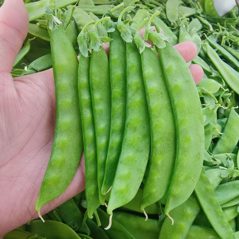 台中604荷兰豆种子早中熟蔓生分枝强荚长月牙形高产抗病