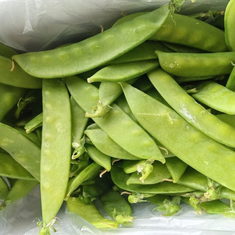 台中604荷兰豆种子早中熟蔓生分枝强荚长月牙形高产抗病