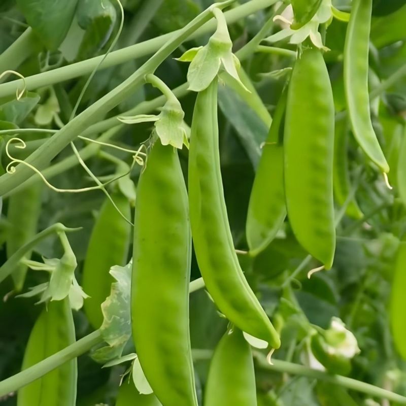 台中604荷兰豆种子早中熟蔓生分枝强荚长月牙形高产抗病