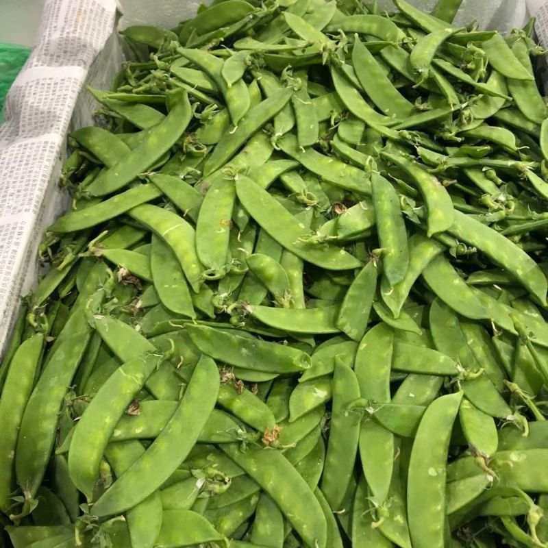 台中604荷兰豆种子早中熟蔓生分枝强荚长月牙形高产抗病