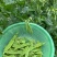 台中604荷兰豆种子早中熟蔓生分枝强荚长月牙形高产抗病