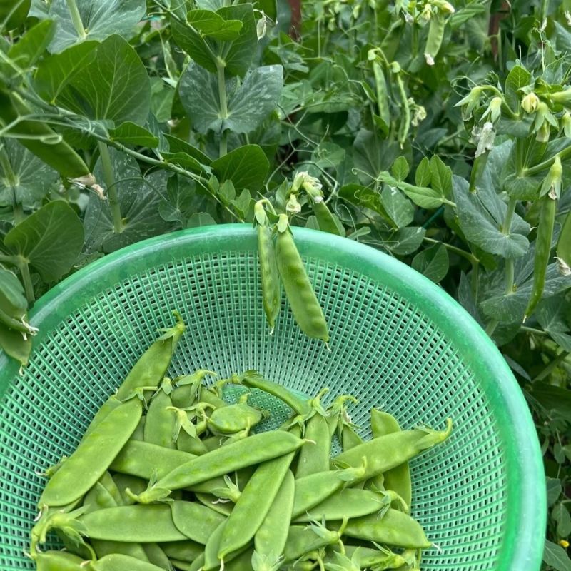 台中604荷兰豆种子早中熟蔓生分枝强荚长月牙形高产抗病