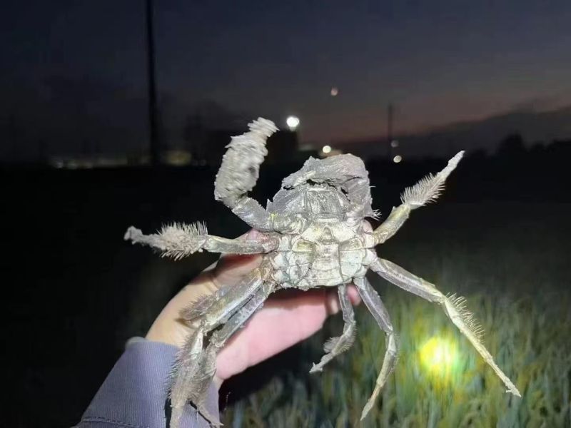 盘锦河蟹批发，直供电商，团购，自助餐饮，产地一手货源