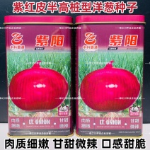 紫阳洋葱种子甜脆微辣扁圆葱种籽甘甜肉嫩半高桩紫皮洋葱种籽