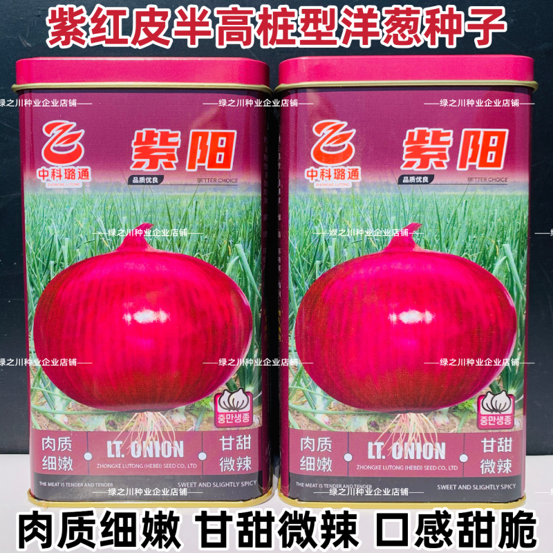 紫阳洋葱种子甜脆微辣扁圆葱种籽甘甜肉嫩半高桩紫皮洋葱种籽