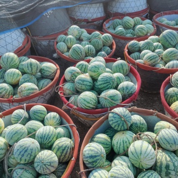 麒麟西瓜批发3毛一斤
