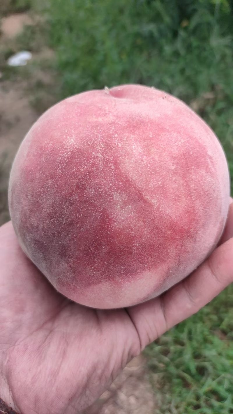 山东蓬仙水蜜桃，万亩毛桃产地，口感蜜甜，品种齐全，对接全