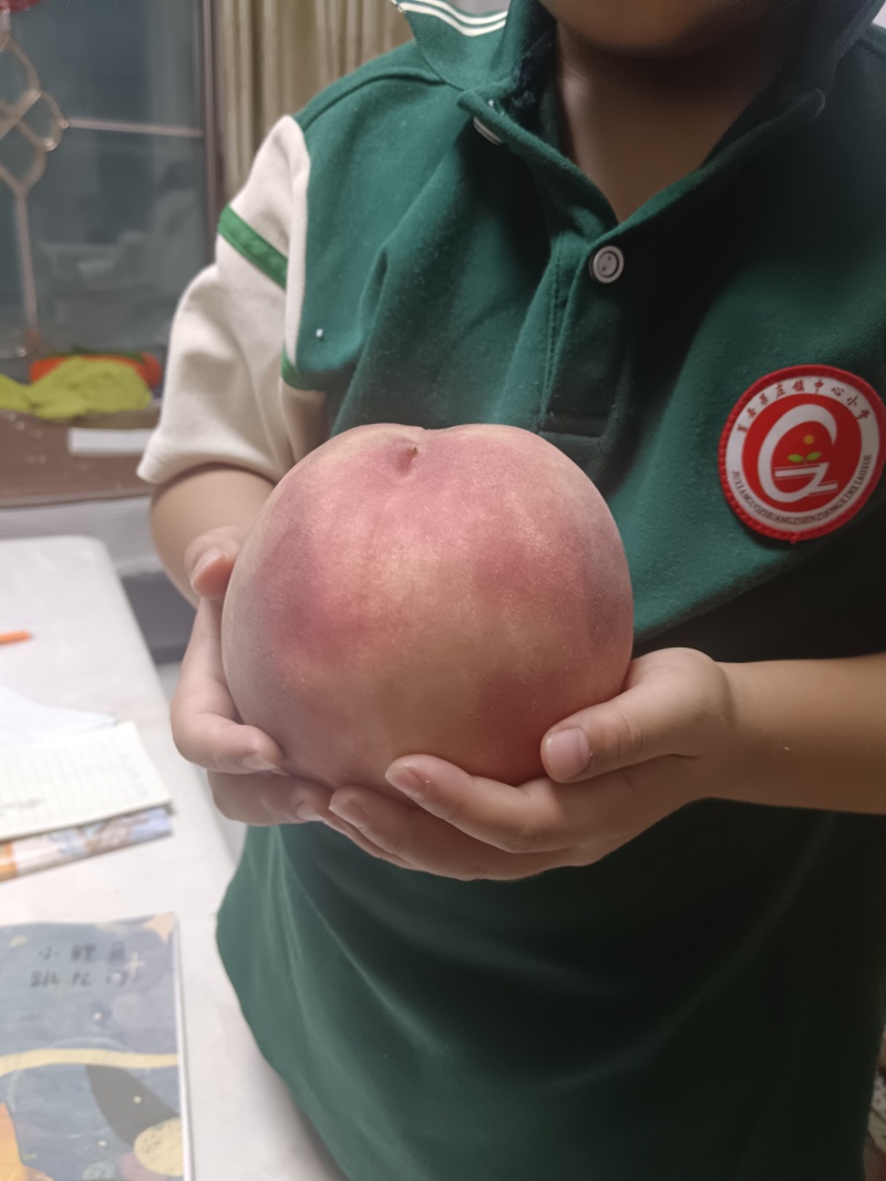 山东蓬仙水蜜桃，万亩毛桃产地，口感蜜甜，品种齐全，对接全
