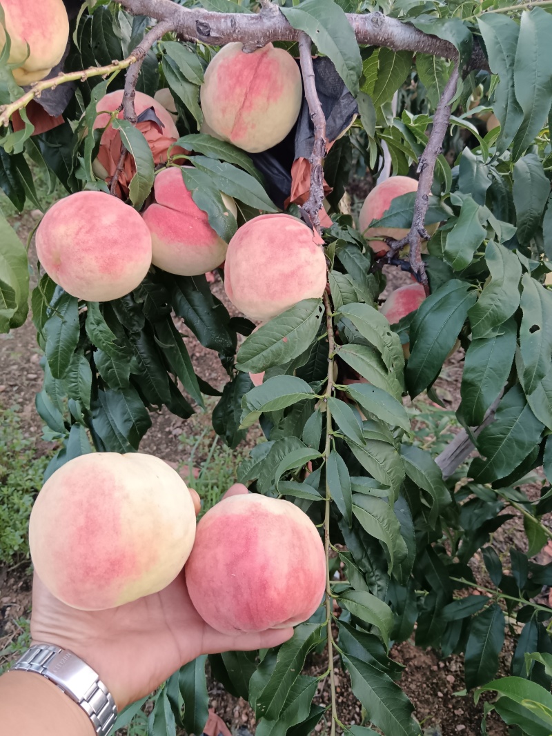 山东蓬仙水蜜桃，万亩毛桃产地，口感蜜甜，品种齐全，对接全