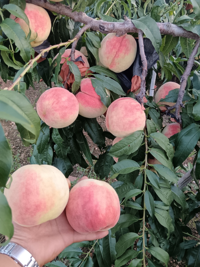 山东蓬仙水蜜桃，万亩毛桃产地，口感蜜甜，品种齐全，对接全