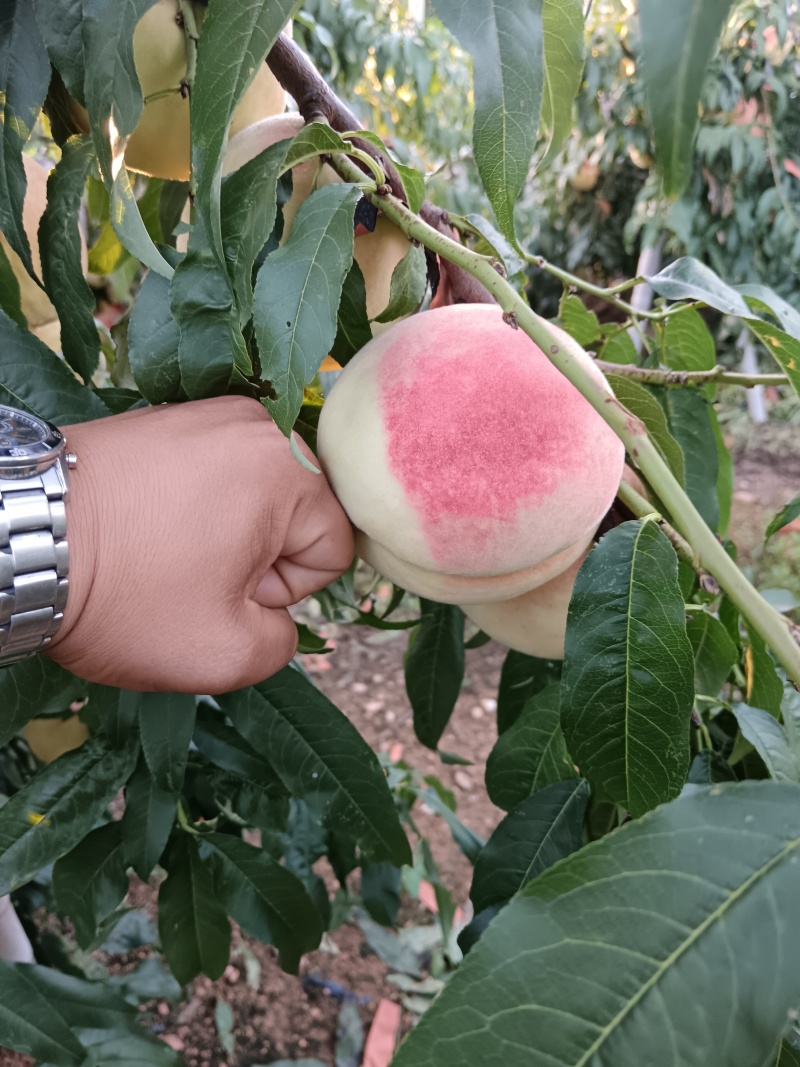 山东蓬仙水蜜桃，万亩毛桃产地，口感蜜甜，品种齐全，对接全