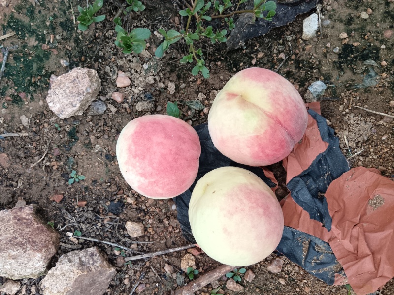 山东蓬仙水蜜桃，万亩毛桃产地，口感蜜甜，品种齐全，对接全