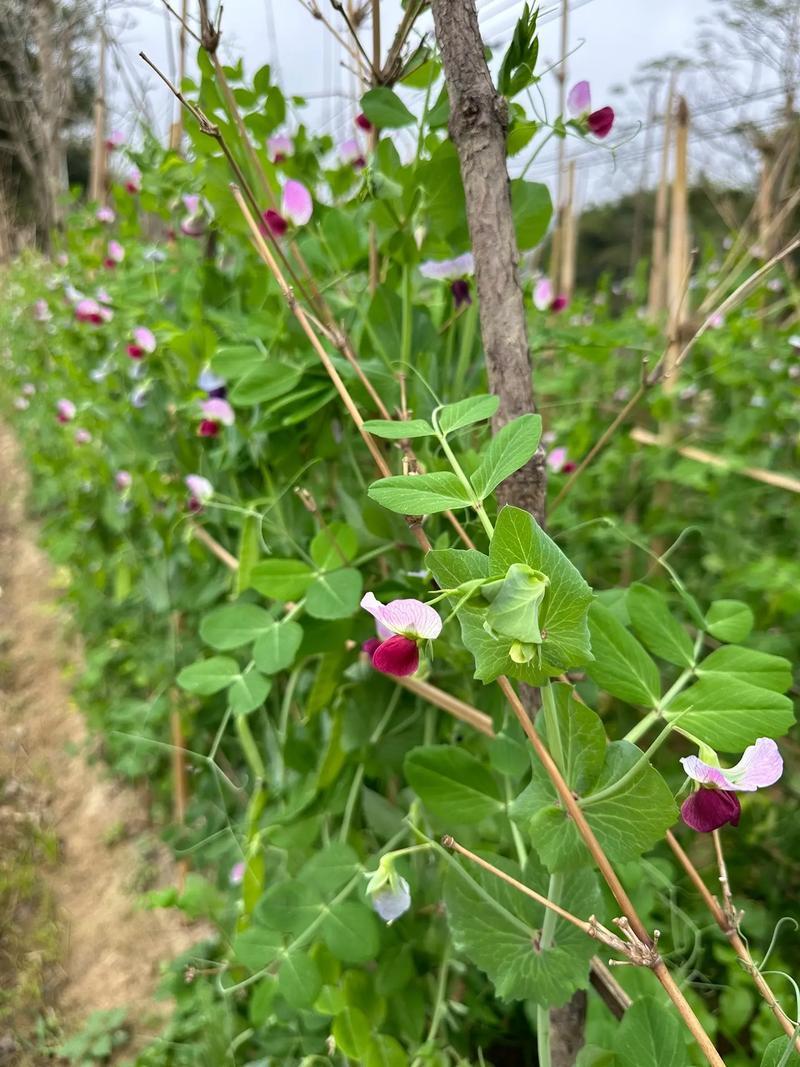 赣科金标604食荚荷兰豆种子清香脆嫩高产耐寒抗病商品