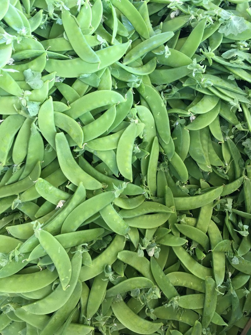 赣科金标604食荚荷兰豆种子清香脆嫩高产耐寒抗病商品