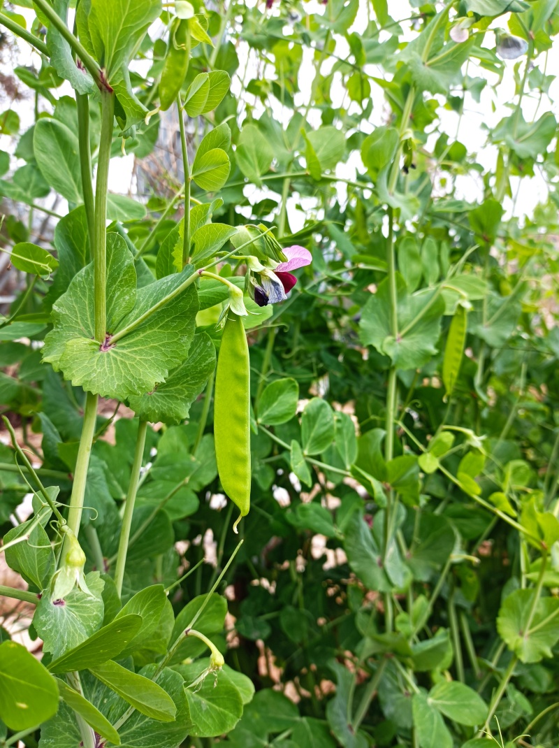赣科金标604食荚荷兰豆种子清香脆嫩高产耐寒抗病商品