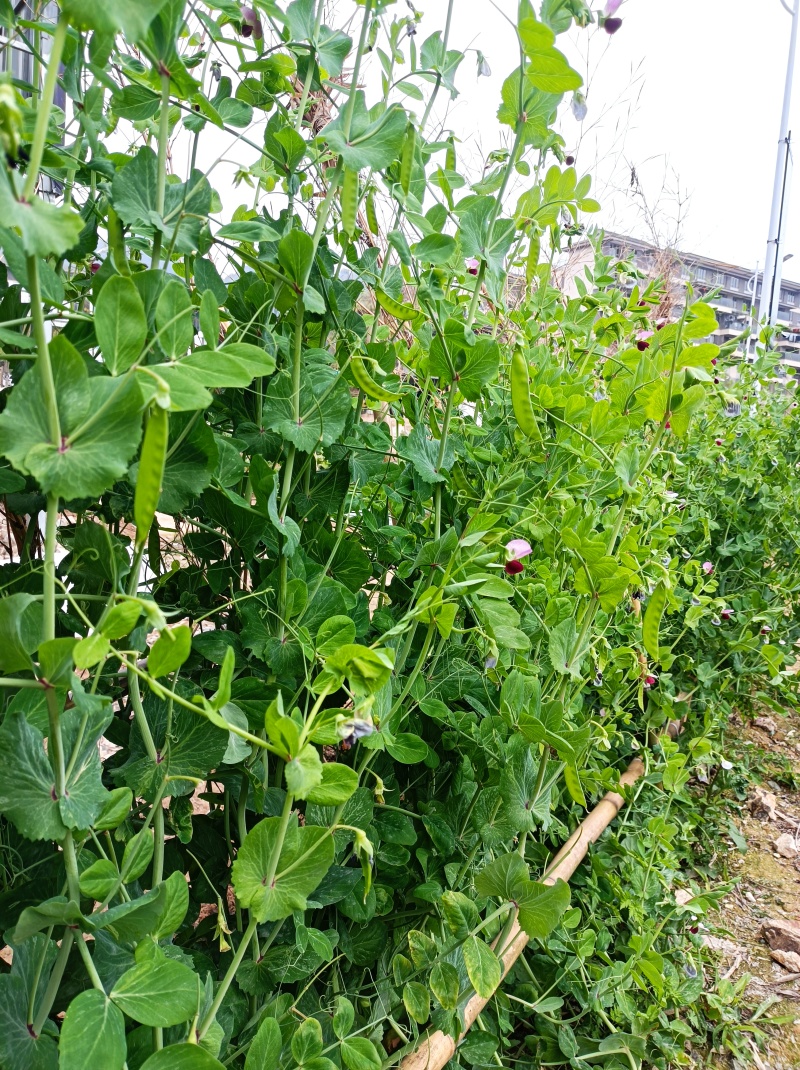 赣科金标604食荚荷兰豆种子清香脆嫩高产耐寒抗病商品