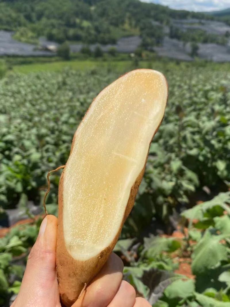 云南高原雪莲果/云南雪莲果产地直供质量保证对接全国