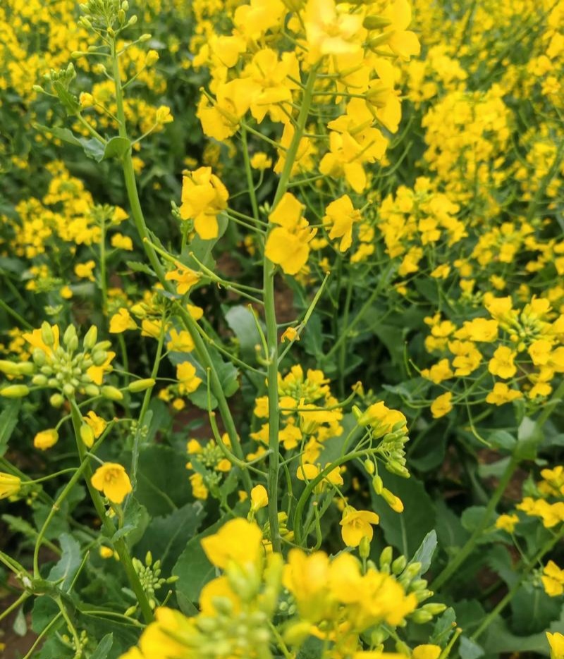 陕油19杂交油菜种子种籽油菜花籽种耐寒高产榨油可机收