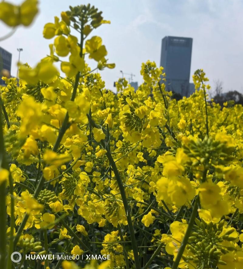 陕油19杂交油菜种子种籽油菜花籽种耐寒高产榨油可机收