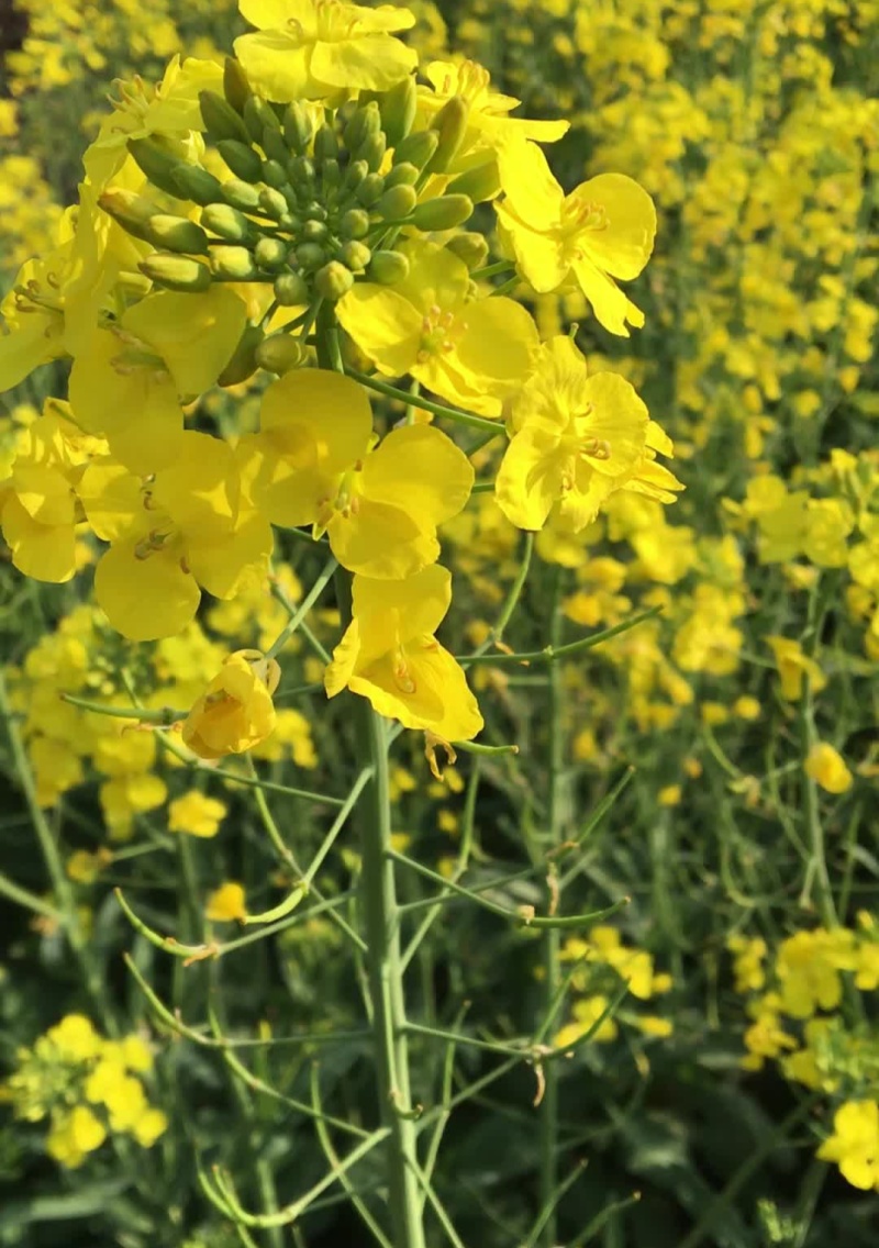 陕油19杂交油菜种子种籽油菜花籽种耐寒高产榨油可机收