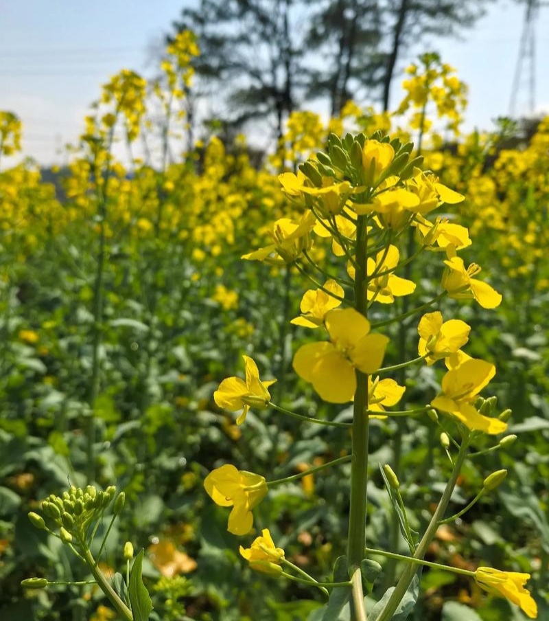 陕油19杂交油菜种子种籽油菜花籽种耐寒高产榨油可机收